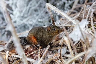 《女神异闻录３ Reload》全球销量破100万份 荣耀宣传片公开
